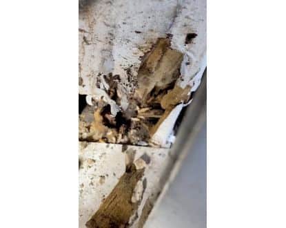 <p style="font-family: 'Poppins', sans-serif; font-weight: 700; font-size:24px;">TERMITE INSPECTION</p>